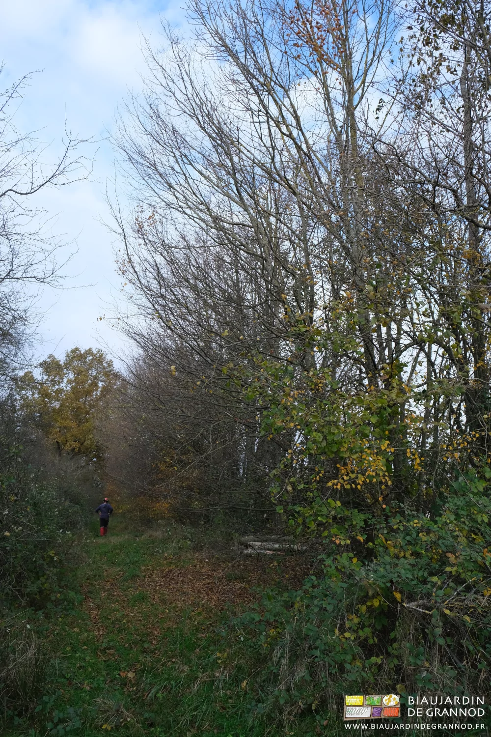 photo en perspective d'une des haies de la ferme, plantée fin des années 90
