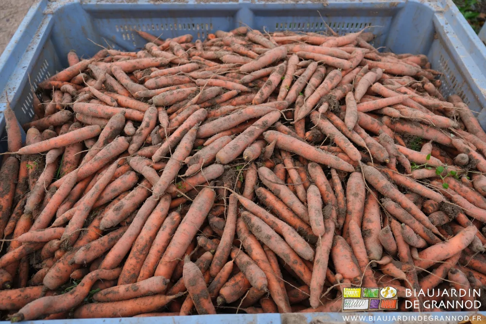 photo d'un palox rempli de carottes