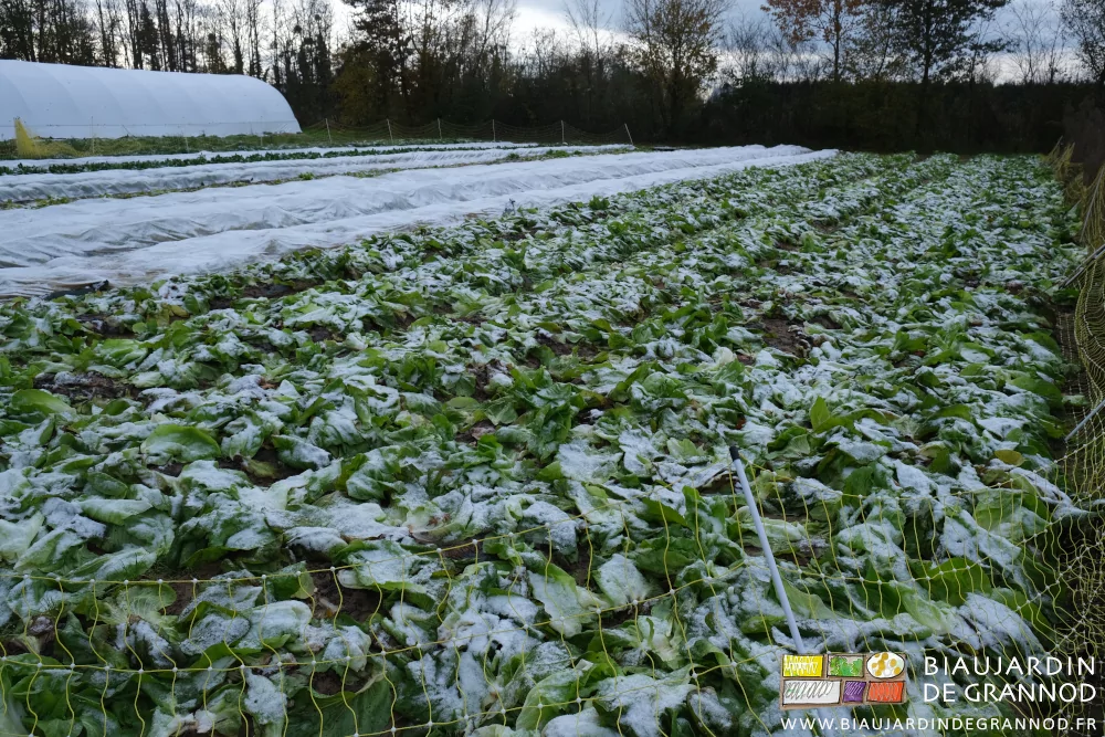 photo du carré de chicorée entre neige et voile de protection