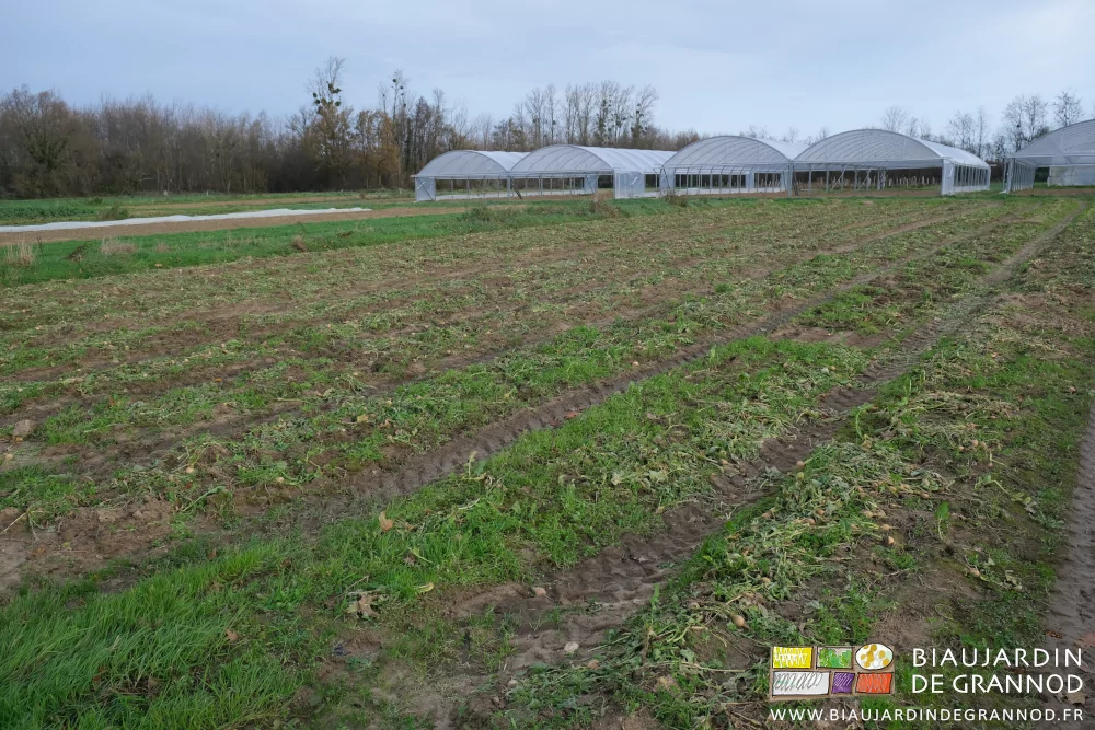 photo après récolte du carré de navet couvert de leurs feuilles