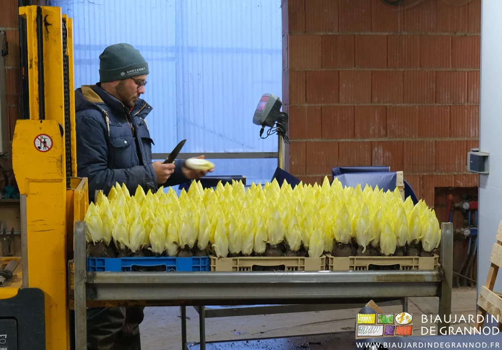 photo de Matthieu qui pare une à une les endives après cassage