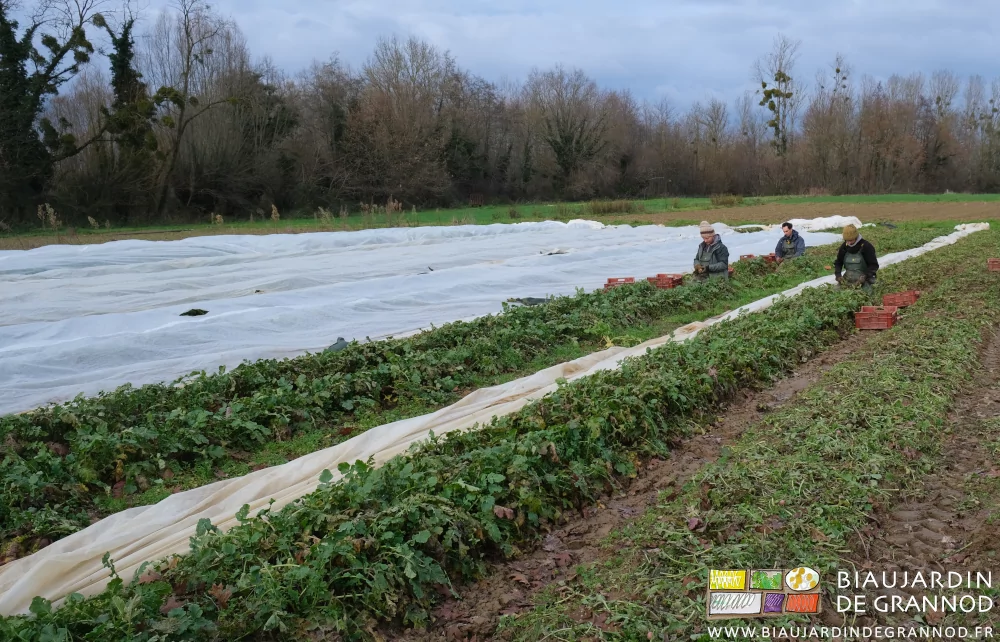 photo d'Arnaud, Valentin et Vivien à genoux dans les planches de radis rose ou violet d'hiver