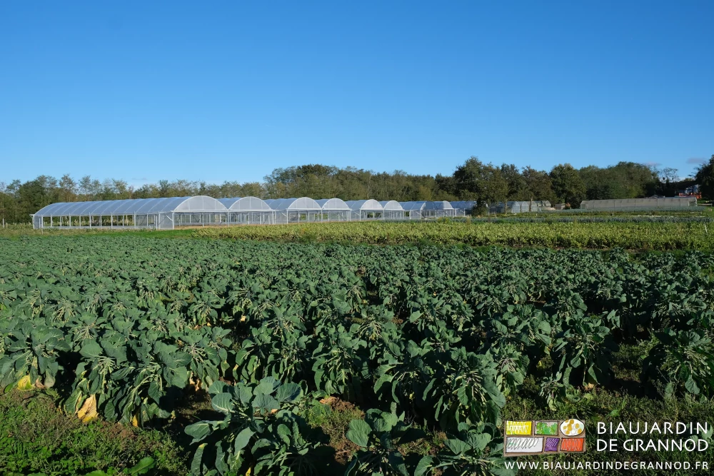 photo d'ensemble du jardin, chou de Bruxelles au premier plan, et 5 bi-tunnels sur fond de bocage