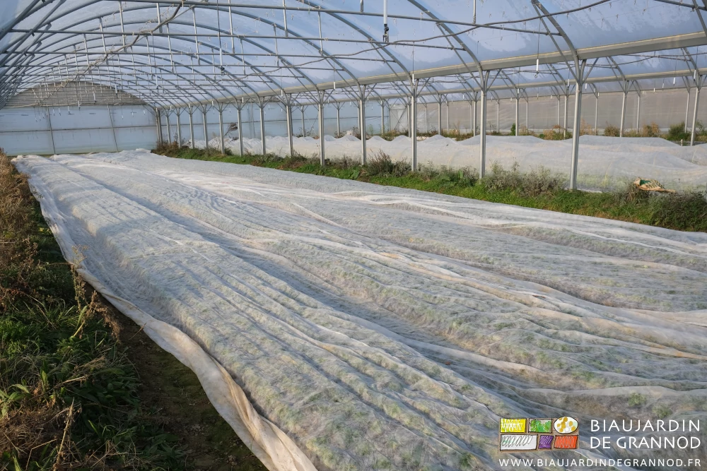 photo sous quadri-tunnel des planches recouvertes d'un voile thermique