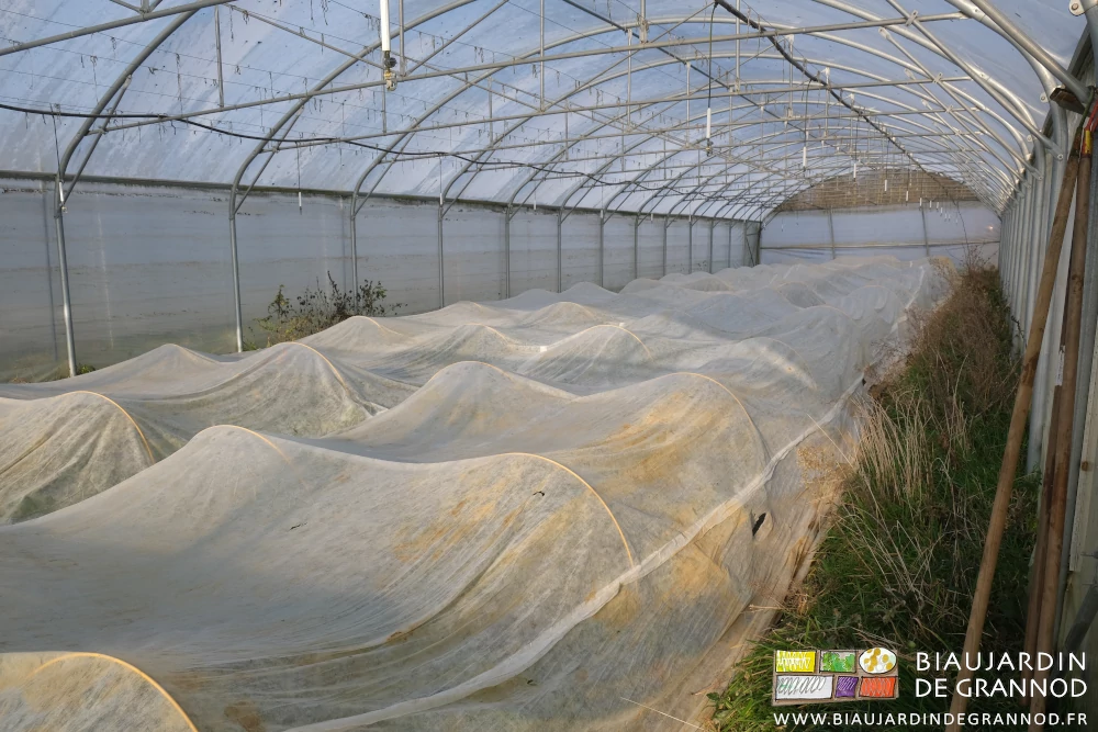 photo sous tunnel d'un voile thermique posé sur petits arceaux chenille