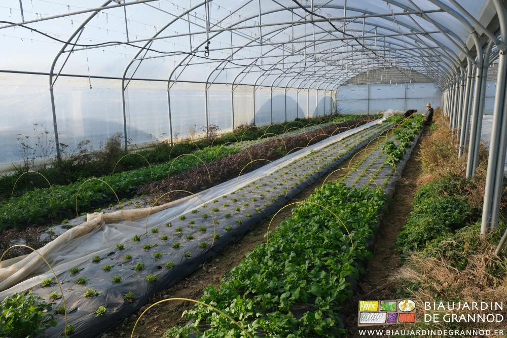 photo d'un tunnel de pourpier d'hiver, mizuna, et autres salades récoltés sous le quadri-tunnel