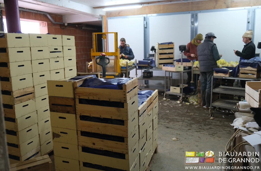 photo des 4 Biaux jardiniers cassant puis nettoyant des endives