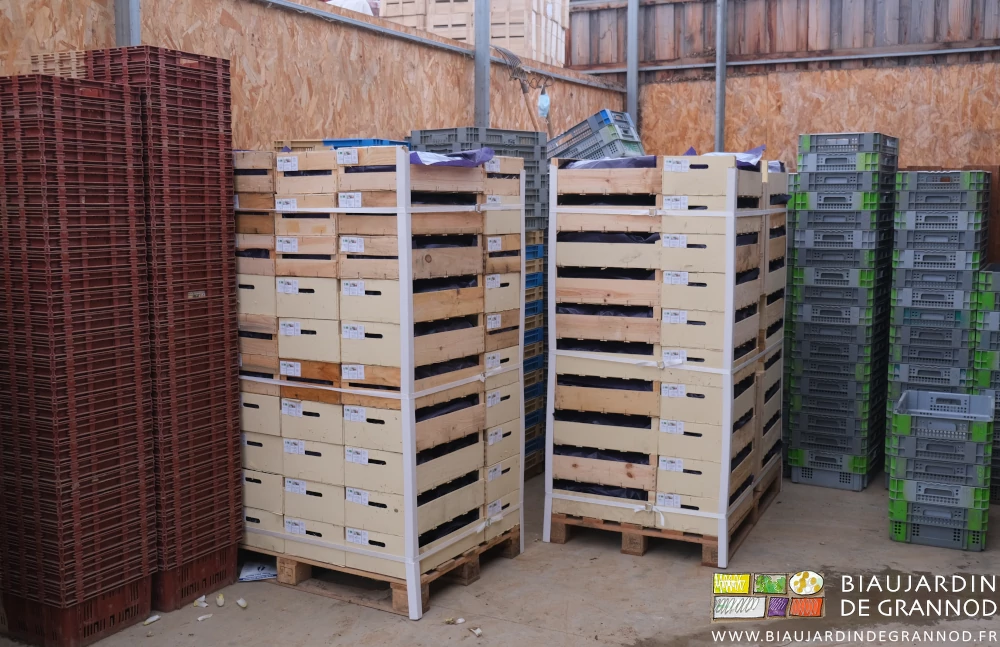 photo de 2 palettes de caisses d'endives prêtes pour le passage du livreur