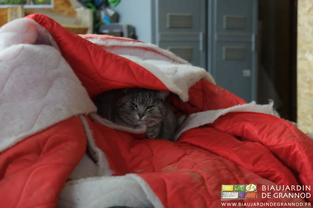 photo d'un des chats de la ferme abrité sous des couvertures en vrac