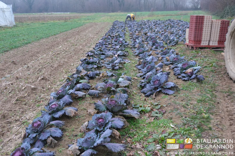 photo du carré de chou Pontoise aux feuilles violettes en cours de récolte