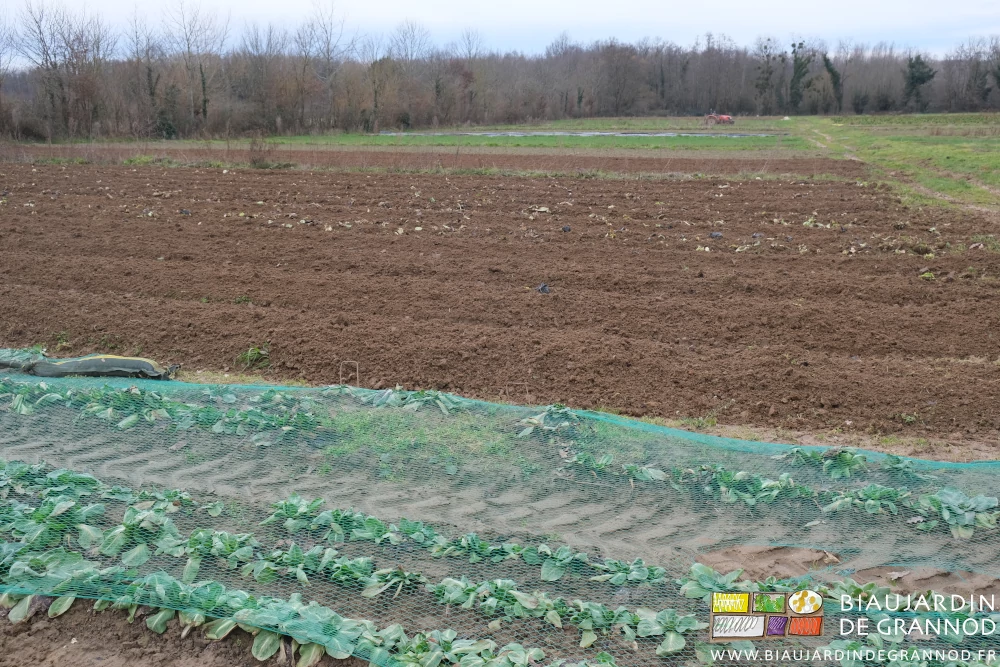 photo d'ensemble de la succession de planches déchaumées ou couvertes d'engrais vert à coté de chicorée
