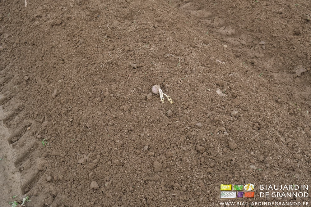 photo proche de la terre grumeleuse et souple d'une planche permanente juste déchaumée