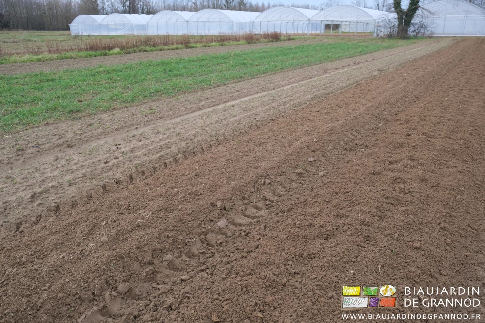 photo d'un carré avec planches déchaumées, ou engrais vert bien développé ou engrais vert très petit