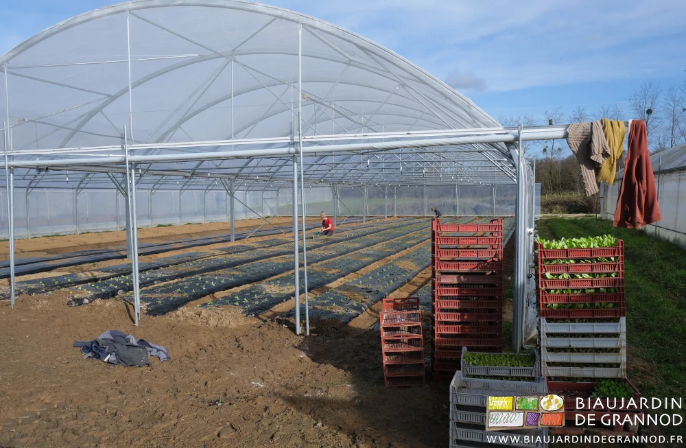 photo sous ciel bleu de plantation de salade sous tunnel par Valentin et Arnaud