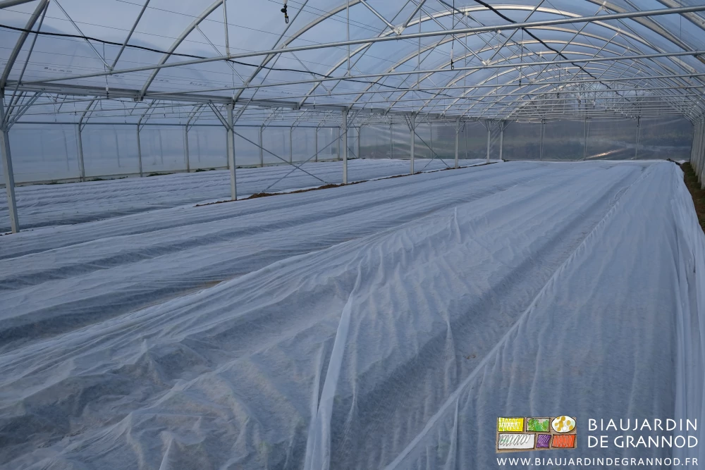 photo d'un bi-tunnel aux planches repiquées recouvertes d'un voile non tissé de protection