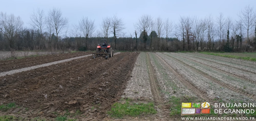 photo de Matthieu passant la butteuse avec le tracteur dans un carré déchaumé et chaulé