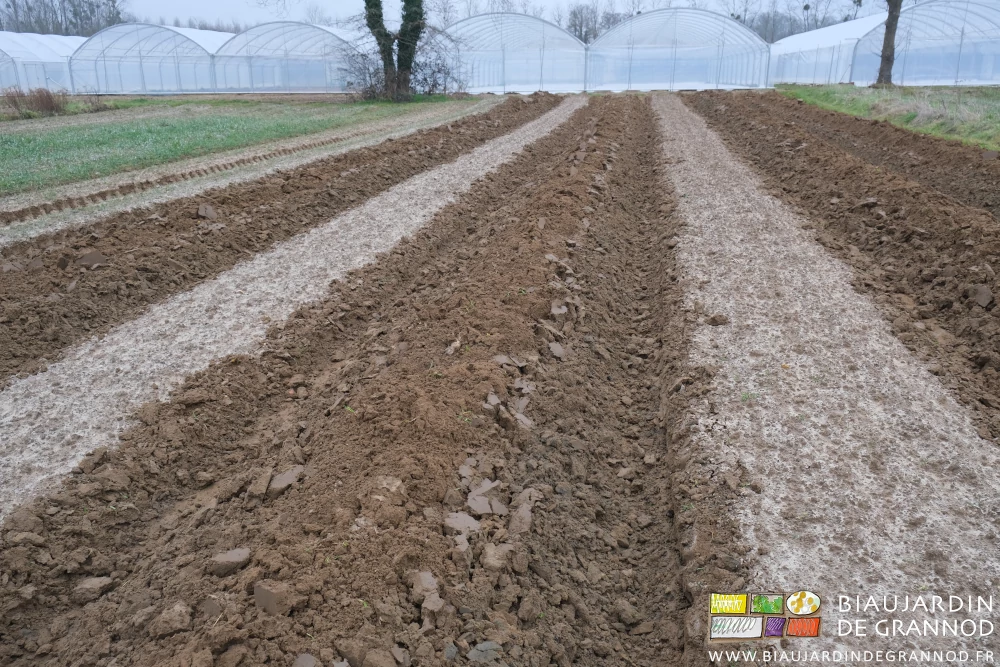 photo d'un carré chaulé en cours de buttage, une planche sur deux