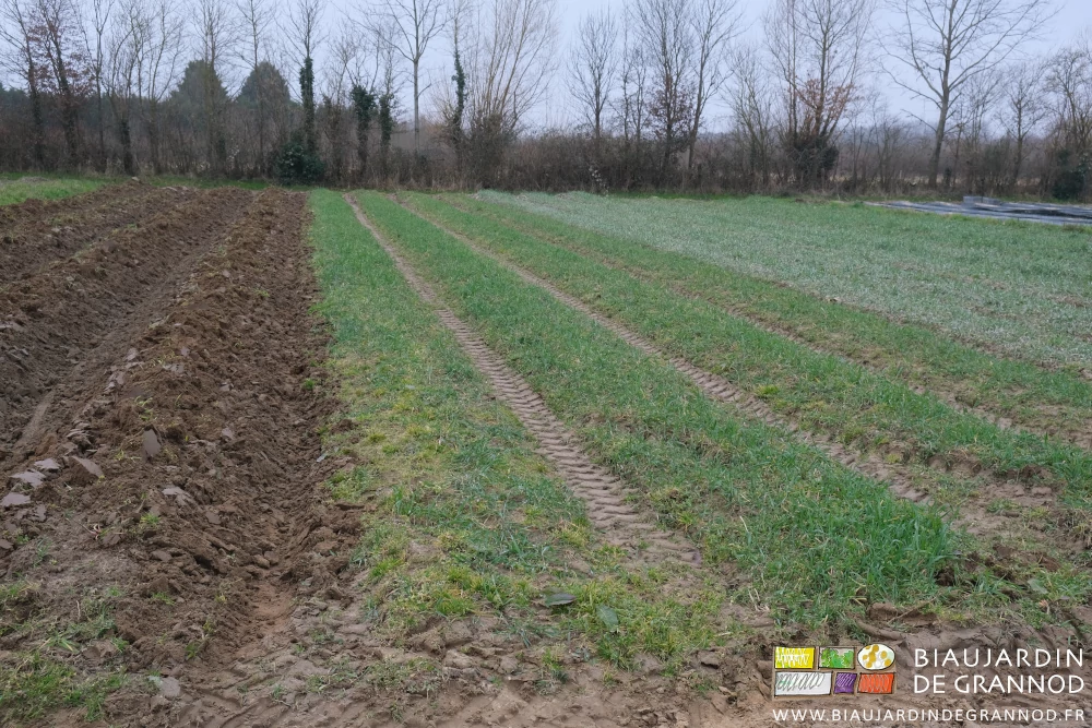 photo d'un carré d'engrais vert dont seules 4 planches ont été buttées
