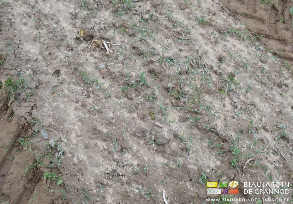 photo d'un très jeune engrais vert sur une planche chaulée