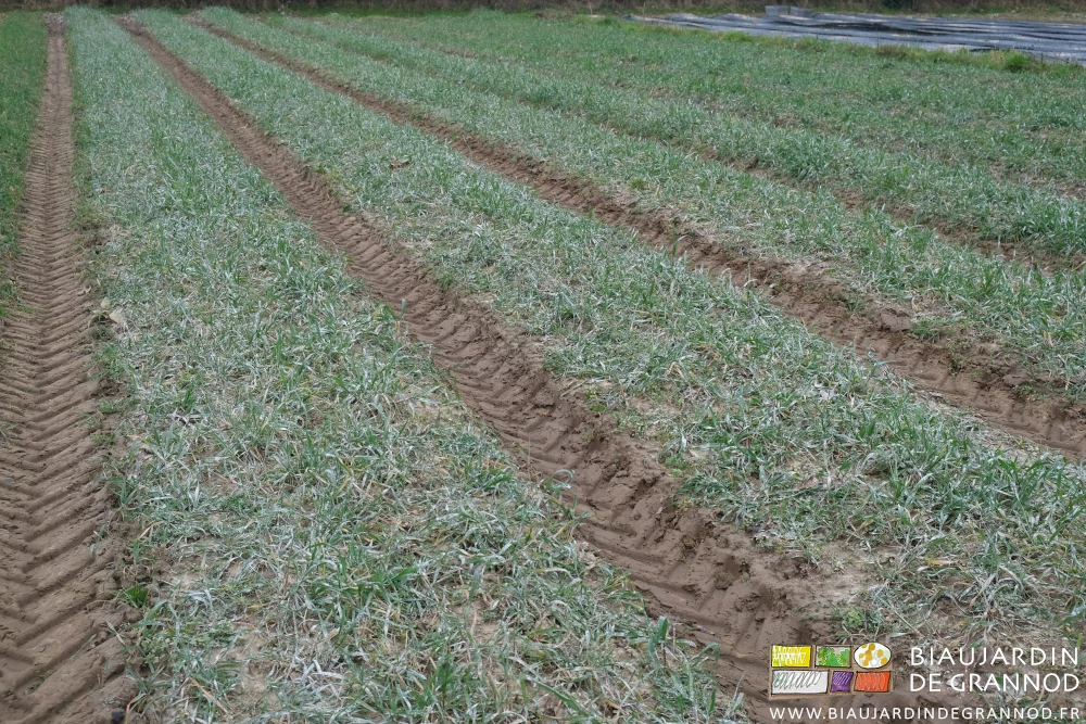 photo d'un engrais vert seigle vesce bien développé