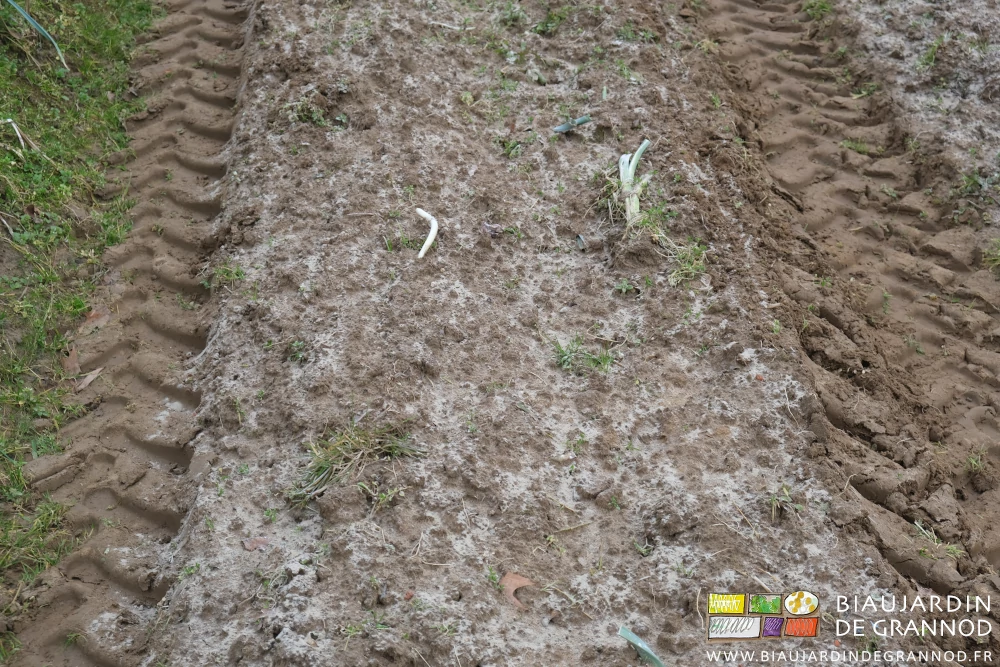 photo des restes de poireau dans une planche chaulée
