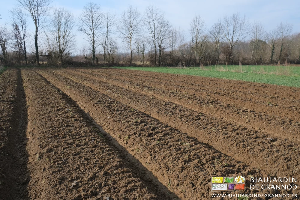photo des planches fussurées par le travail du cultibutte auto-construit