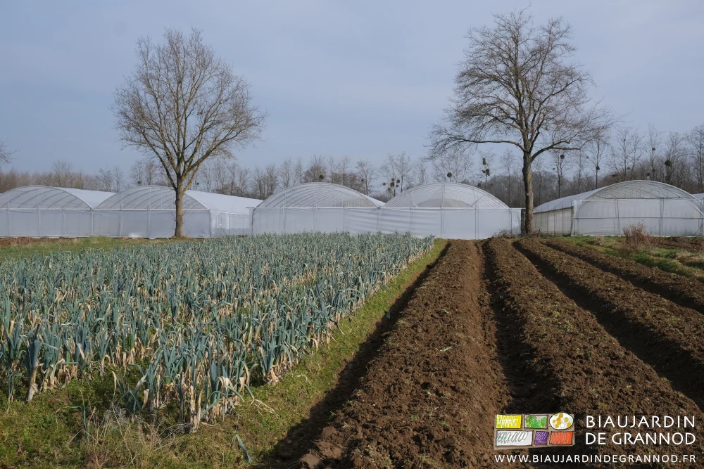 photo du carré de poireau en partie retravaillé