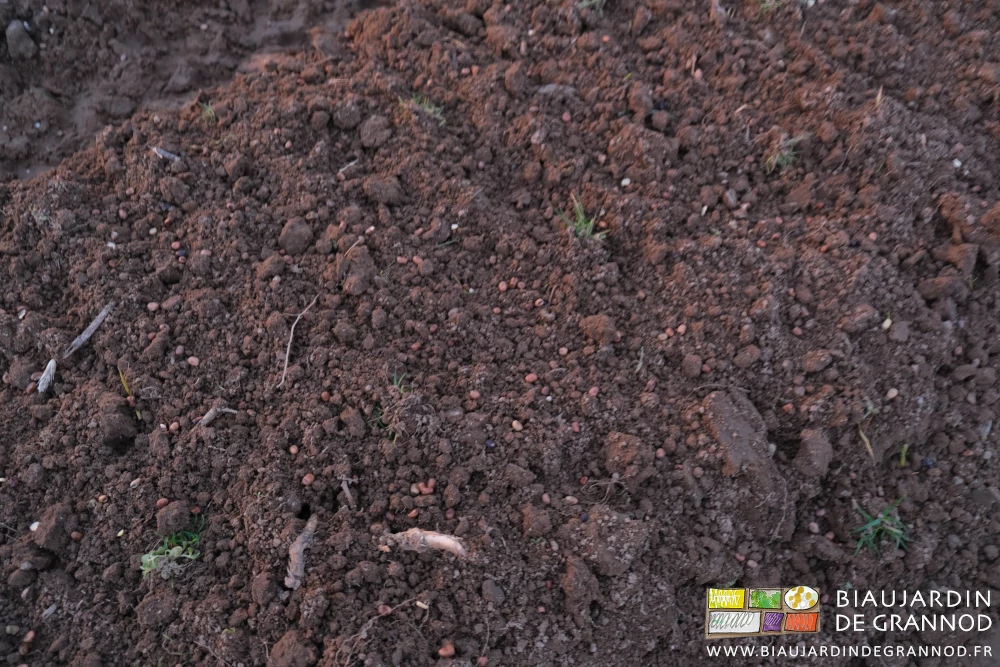 photo de graines de féverole en surface de la planche préparée au cultibutte