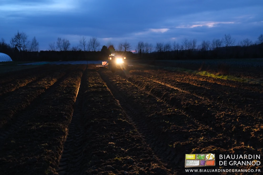 photo du semis au phare dans des planches préparées au cultibutte
