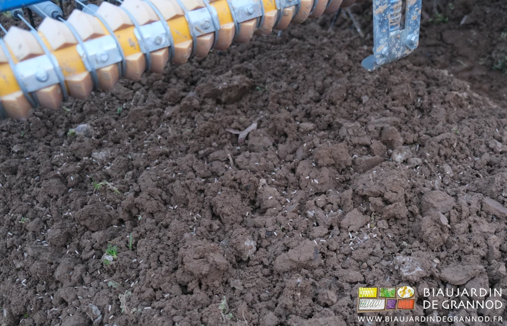 photo de graines de seigle sur la terre d'une planche