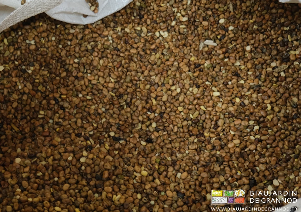 photo de la semence de féverole dans in big bag