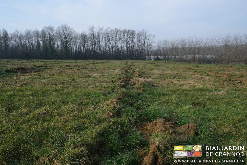 photo de la parcelle avec le sol soulevé par le passage du sous-soleur de drainage