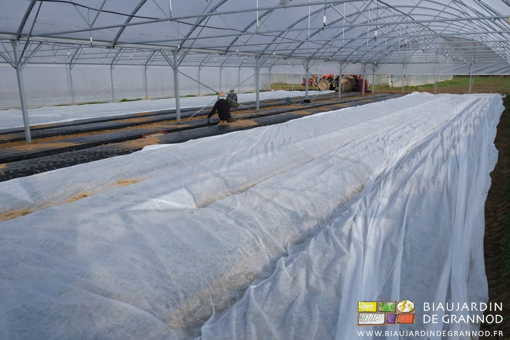 photo de 2 jardiniers repiquant sous tunnel