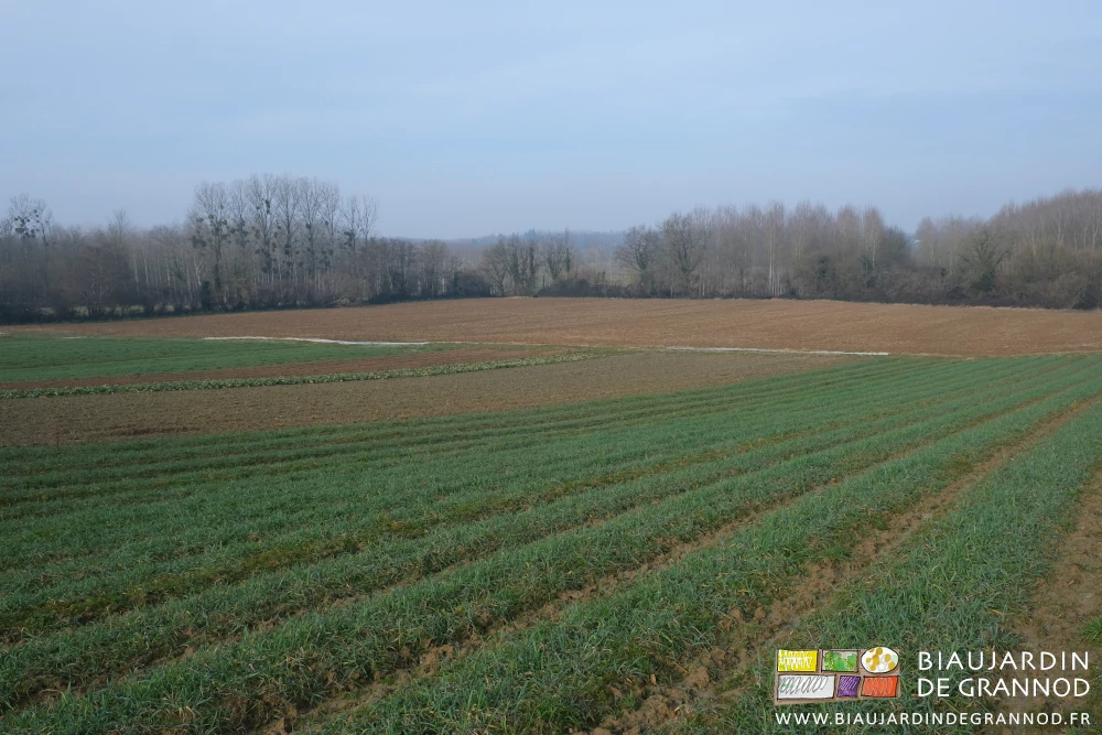 photo d'ensemble, en haut les planches en légumes en engrais vert hiverné en bas le soja déchaumé