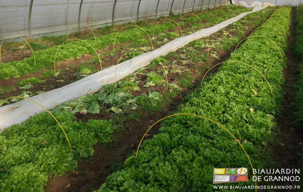 photo de scaroles sous tunnel avec petits arceaux chenilles installés en cas de fort gel