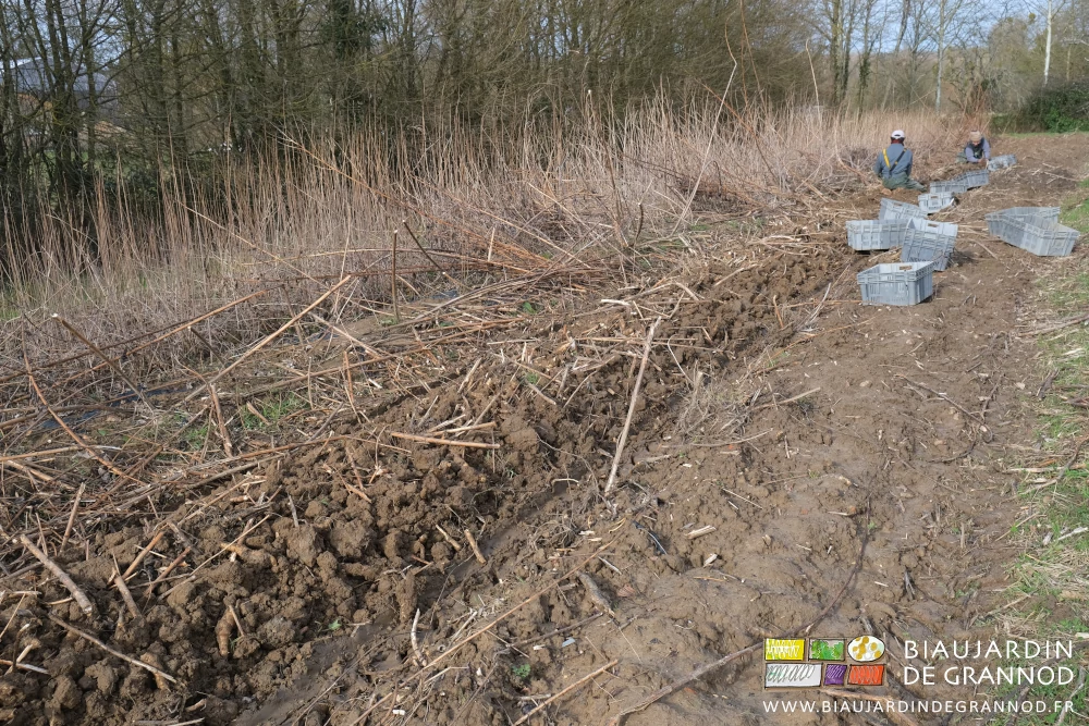 photo de 2 Biaux Jardiniers à genoux grattant la terre pour prendre les topinambours soulevés à la machine