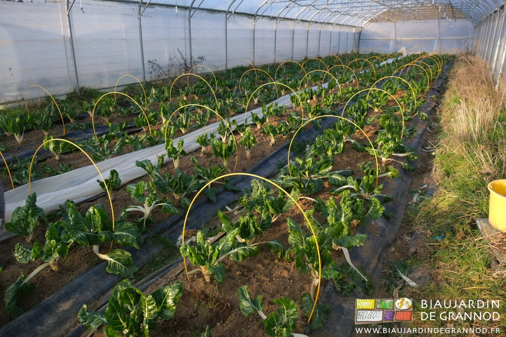 photo sous tunnel de 4 planches de cote de bette sur sol biné