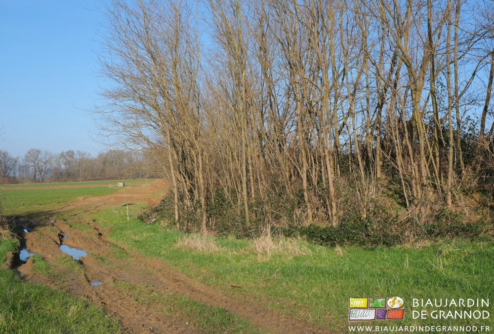 photo du talus entre les 2 parcelles, couvert d'acacias