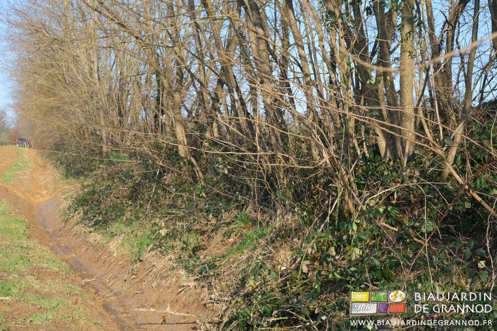 photo du fossé créé au pied du talus boisé