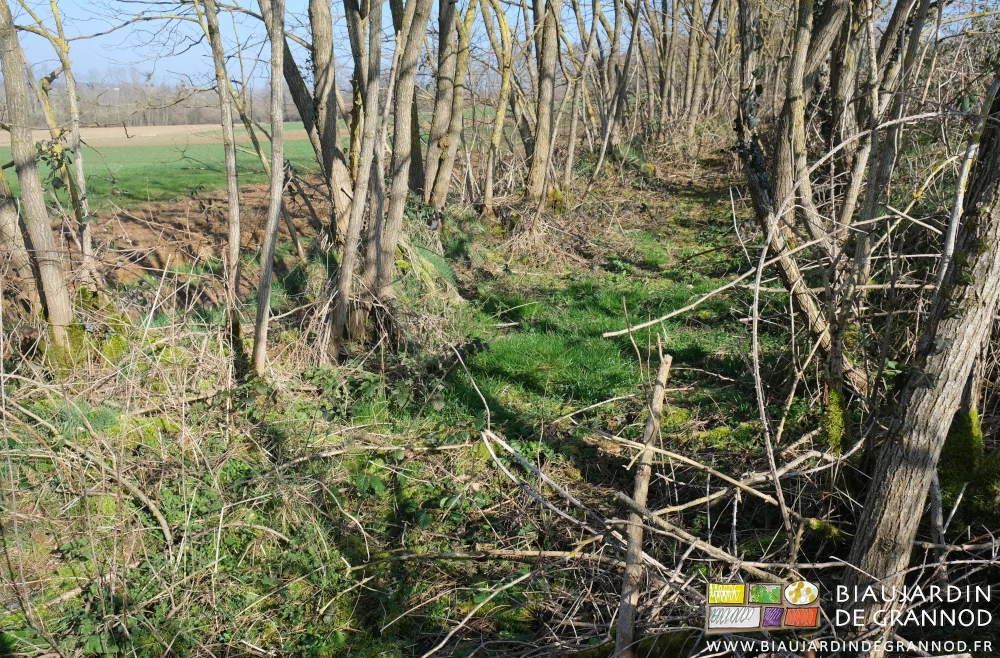 photo des deux rangées d'acacia sur talus séparées d'un espace de cicrculation