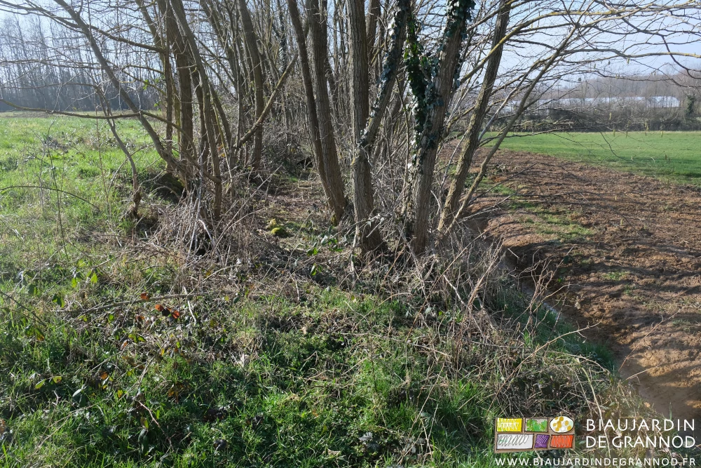 photo en alignement de la succession pré, et 2 haies sur talus,