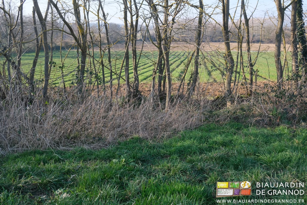 photo depuis le haut des acacias de la parcelle du bas