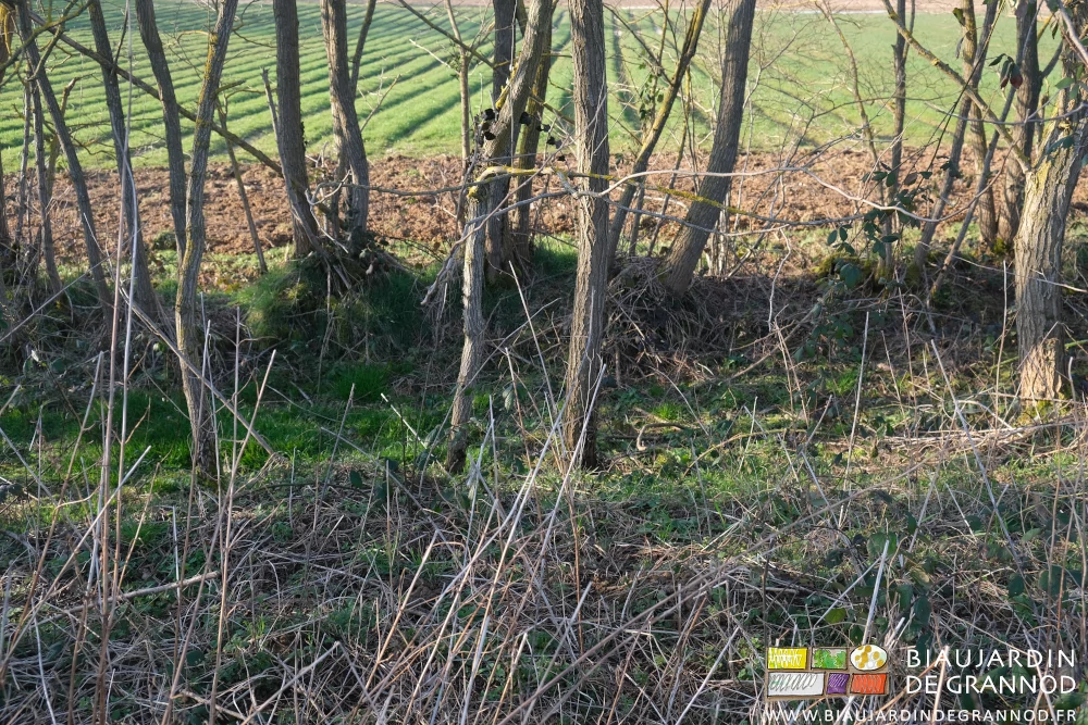 photo de la double rangée d'acacias sur talus