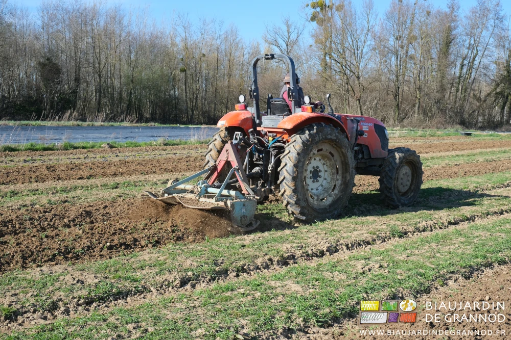 photo du rotovator travaillant superficiellement des planches d'engrais vert hiverné