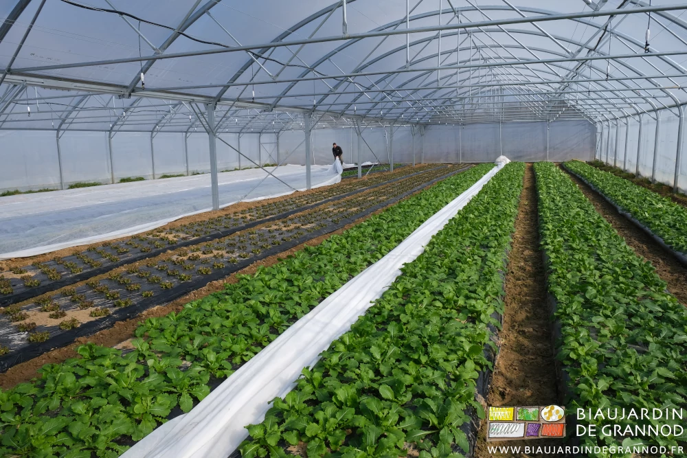 photo de Matthieu inspectant les cultures sous tunnel à côté des navets violets pour botte