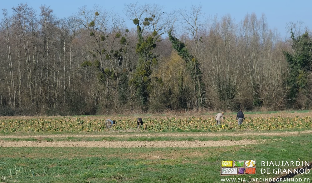 photo de 4 Biaux jardiniers dans le carré de Bruxelles sur fond d'aulnes glutineux et acacias
