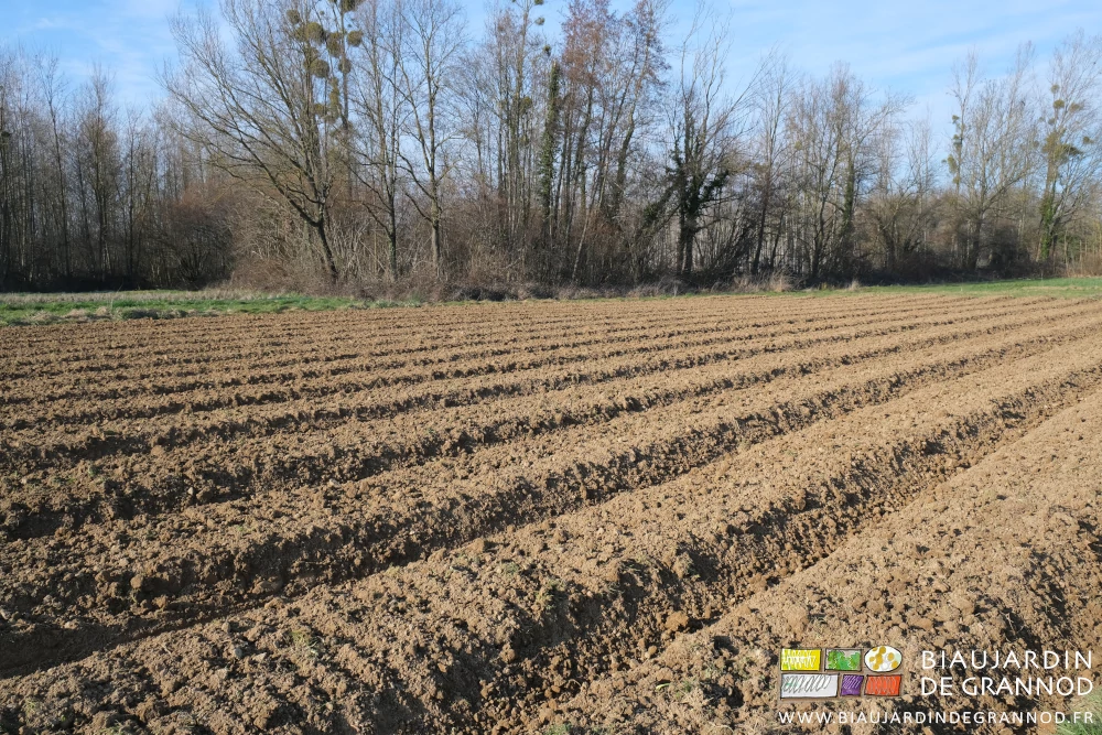 photo d'un carré aux planches finement préparée pour des faux semis préventifs des adventices