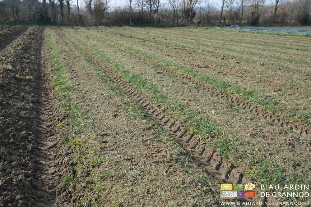 photo de planches d'engrais vert broyé à ras avant déchaumage