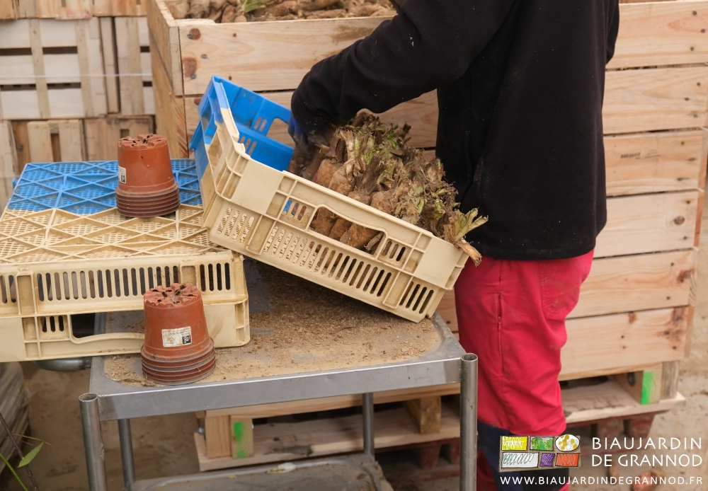 photo des mains de Valentin installant les racines debout dans une caisse