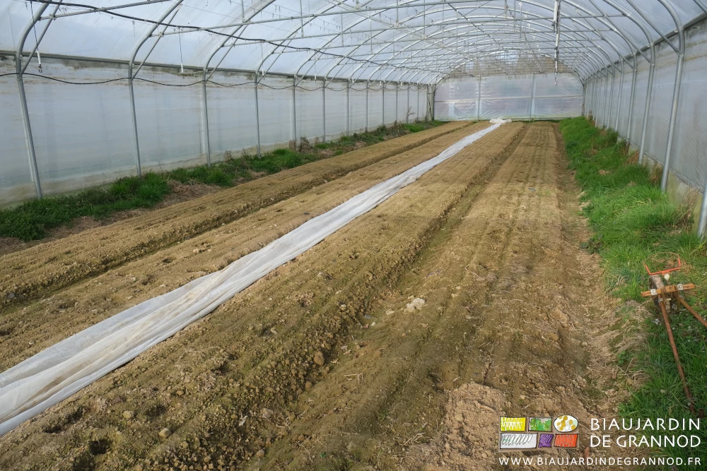 photo du tunnel de carotte, la houe abandonnée au bord après essai négatif